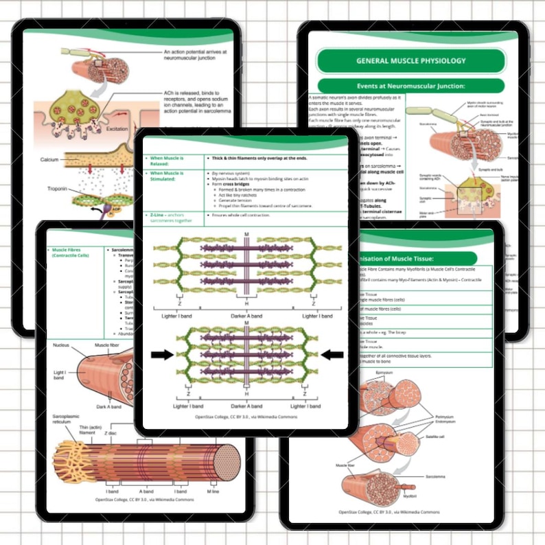 Musculoskeletal System Nursing Notes | Anatomy, Physiology and Pathology Study Guide | Bone & Joint Review | NCLEX PDF - Image 6