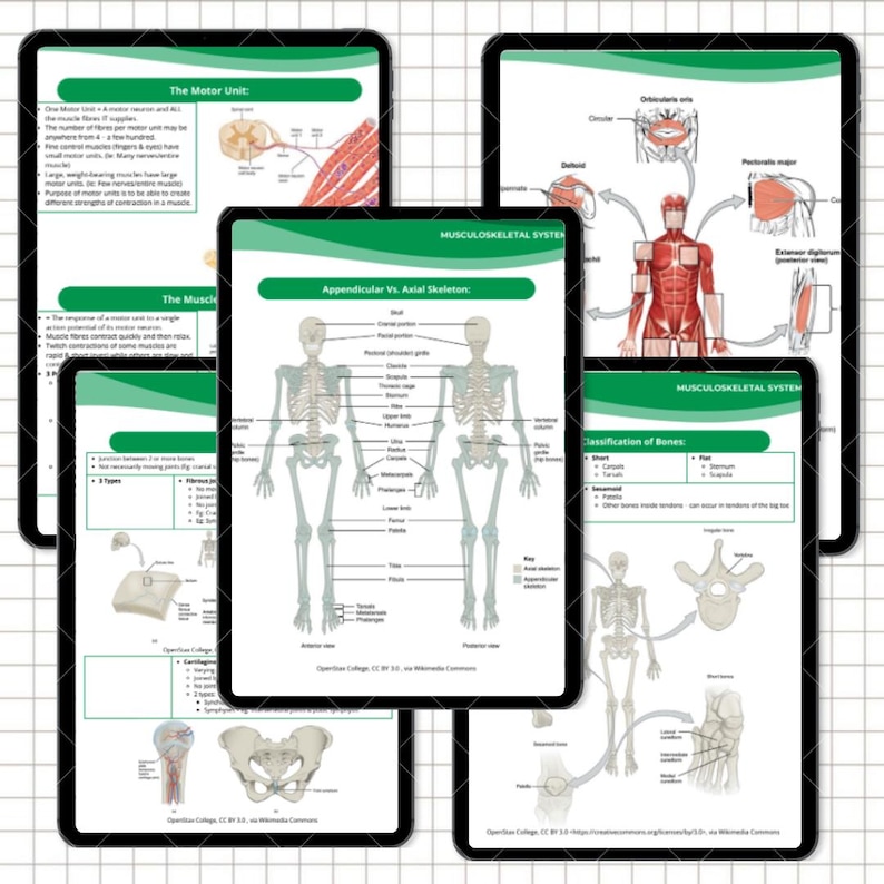 Musculoskeletal System Nursing Notes | Anatomy, Physiology and Pathology Study Guide | Bone & Joint Review | NCLEX PDF - Image 9
